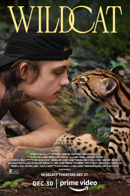 Wildcat