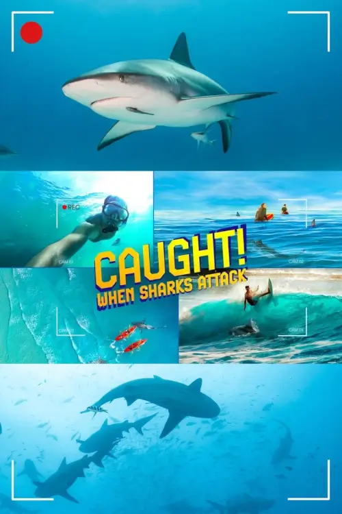 Caught! When Sharks Attack | ถึงคราวเคราะห์ เมื่อฉลามโจมตี