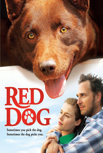 ดูหนัง Red Dog (2011) เพื่อนซี้หัวใจหยุดโลก เต็มเรื่อง