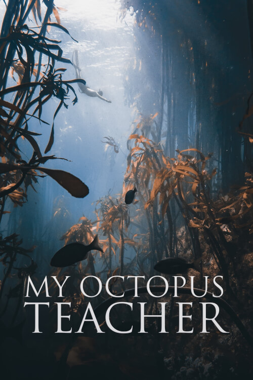 My Octopus Teacher | บทเรียนจากปลาหมึก