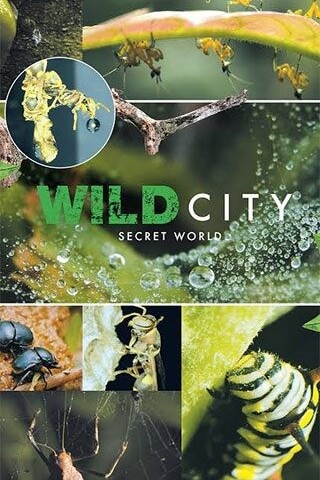 Wild City: Secret World